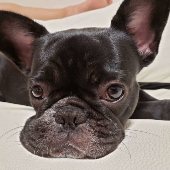 短頭種の犬はね、いびきが出やすいの