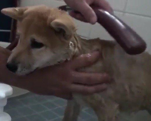 柴犬小春ちゃん初めてのお風呂