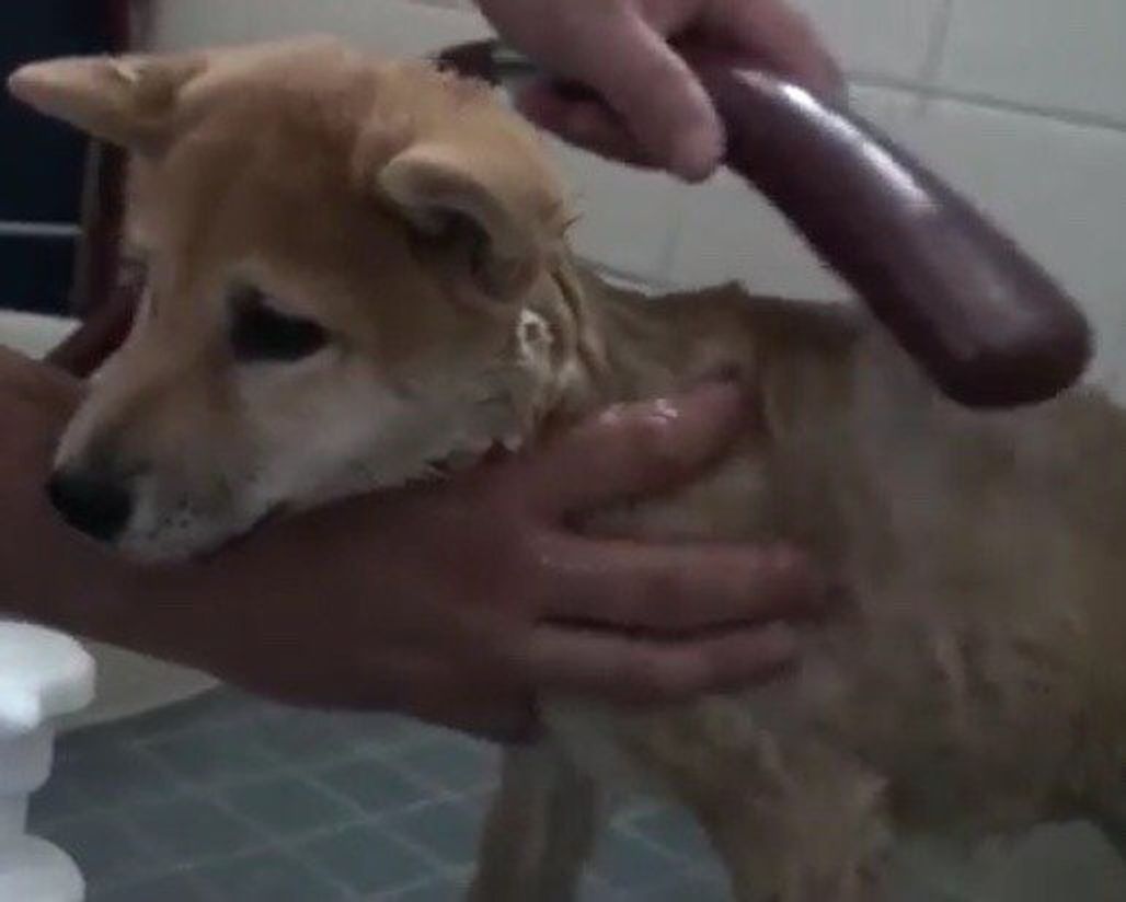 うれしはずかし 柴犬小春ちゃん 家族に囲まれて初めてのお風呂 いぬのきもちweb Magazine うれしはずかし 柴犬小春ちゃん 家族に囲まれて初めてのお風呂 いぬのきもちweb Magazine