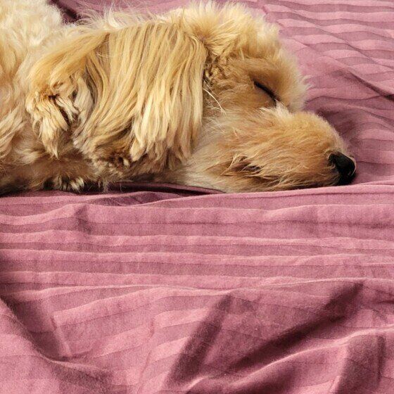 お休み中のむぎちゃん