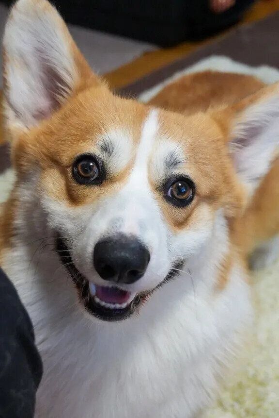 「マズルがぷっくりしていて、口角が上がると本当にかわいい表情を見せてくれます」と飼い主さんが