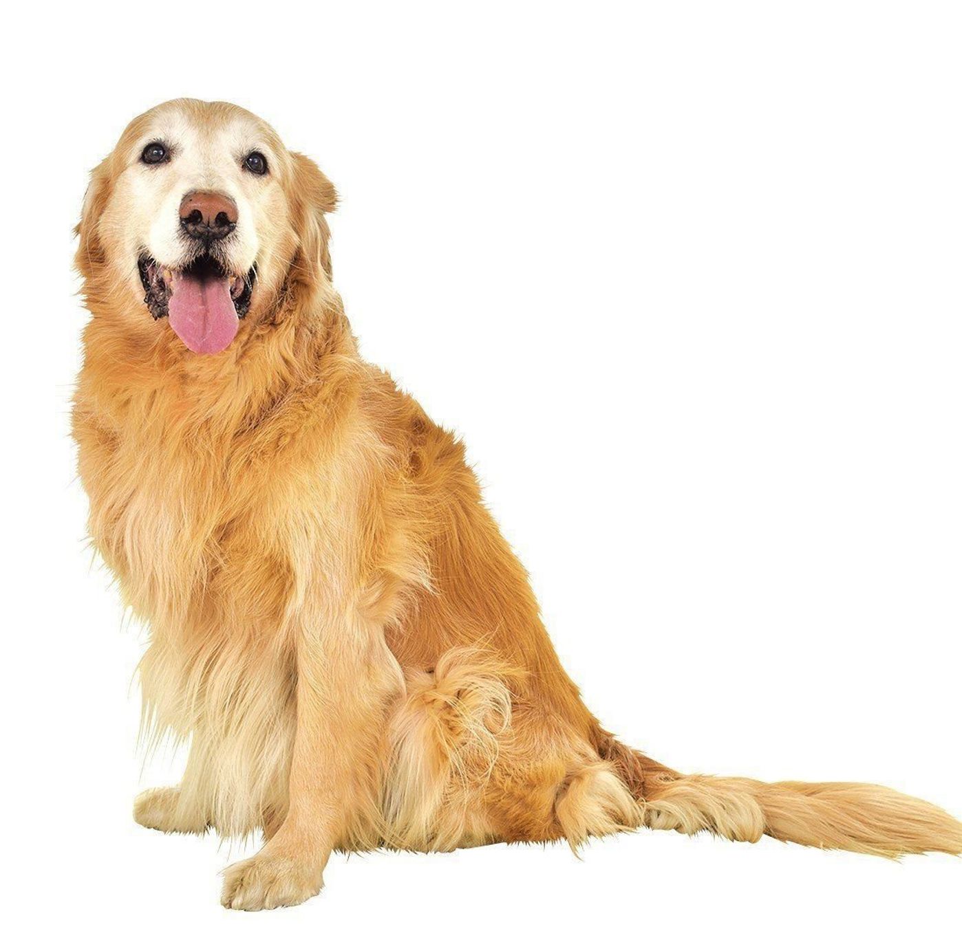 エコー検査でしかわからない 本当は犬の腎臓 胆のうの病気 いぬのきもちweb Magazine エコー検査でしかわからない 本当は犬の腎臓 胆のうの病気 いぬのきもちweb Magazine