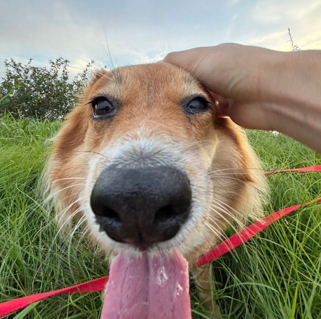 散歩を楽しむラテちゃん