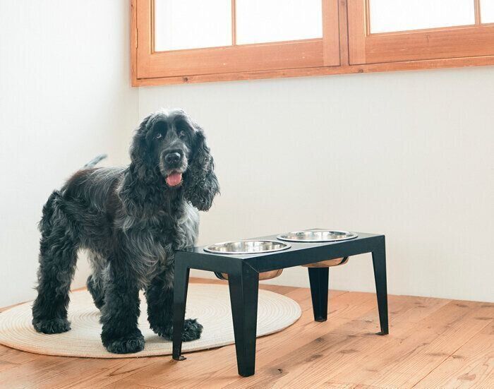 食台の前に立つ犬
