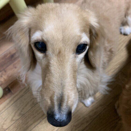 犬の 老い について 飼い主がもっておきたい心構え３つ いぬのきもちweb Magazine