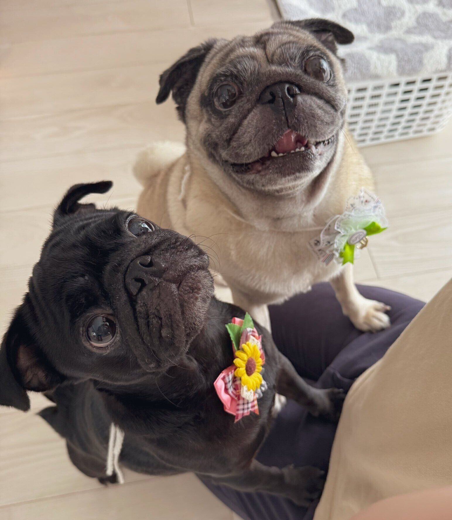 “妹犬”のあられちゃん（写真左）　と一緒に