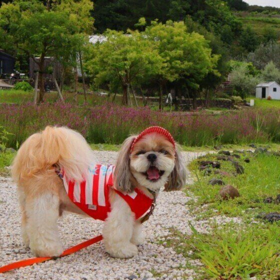 シー・ズーのスマイル