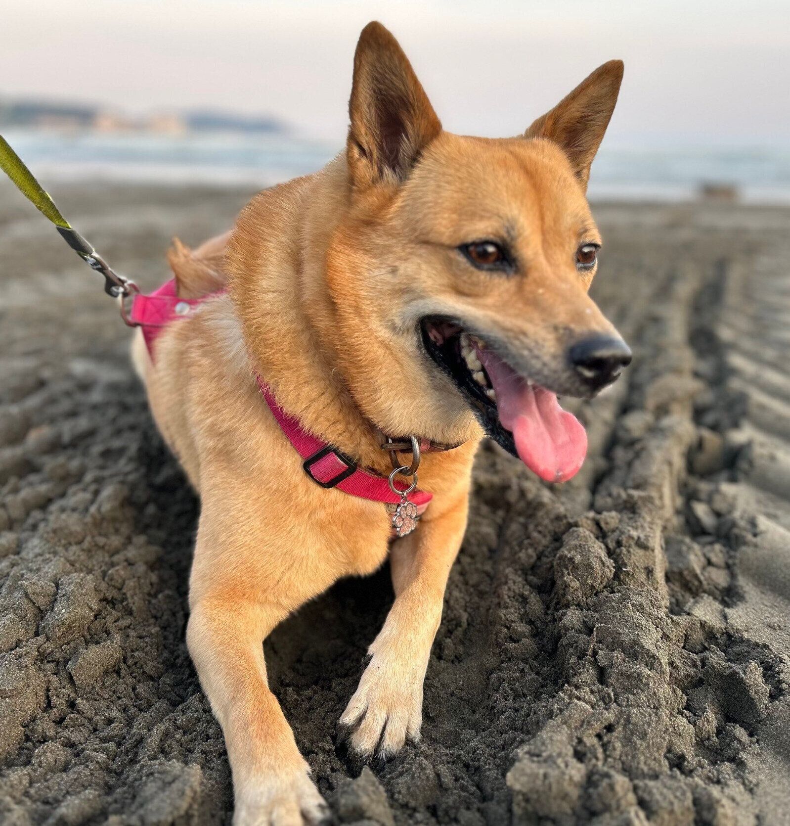 海を散歩するころんちゃん