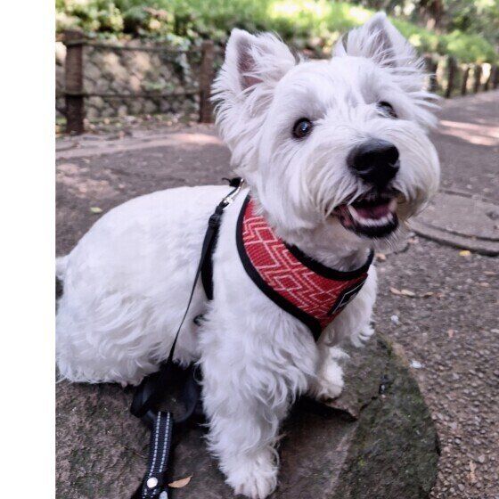 ウエスト・ハイランド・ホワイト・テリア お散歩 いぬのきもち