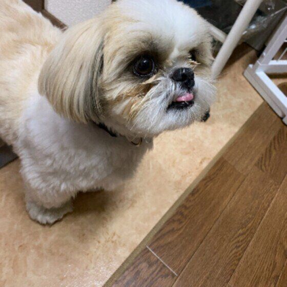 ゴハン待ちをするシー・ズー