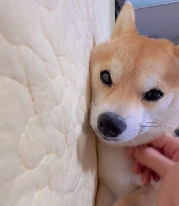 うっとりした表情のモモちゃん
