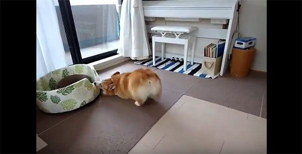 遊ぶコーギー
