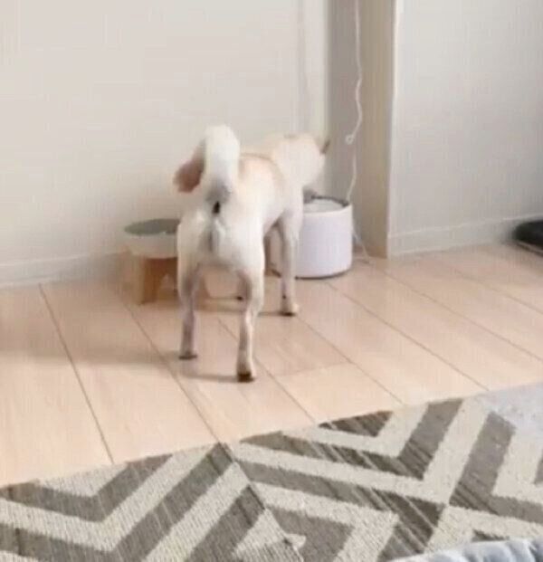 水飲み場までやってきたえるちゃん