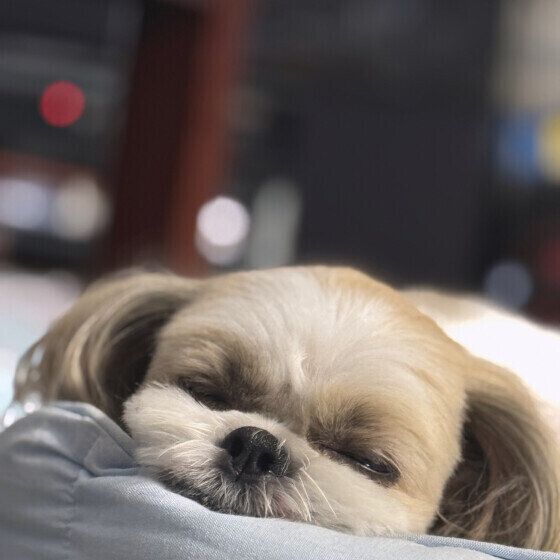 スヤスヤ眠るシー・ズー