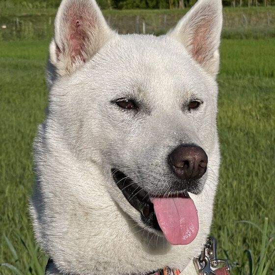 「大好きな飼い主さんを取られちゃう」と犬がヤキモチをやく? 犬の嫉妬でみられる行動とは いぬのきもち