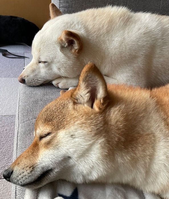 爆睡するさくらちゃん、ももちゃん