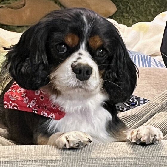 キャバリア・キング・チャールズ・スパニエル いぬのきもち