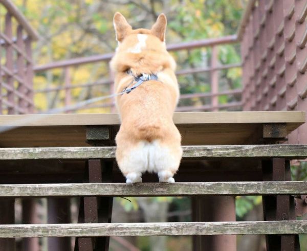 お尻がかわいいコーギー