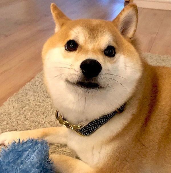 見つめるこてつくん