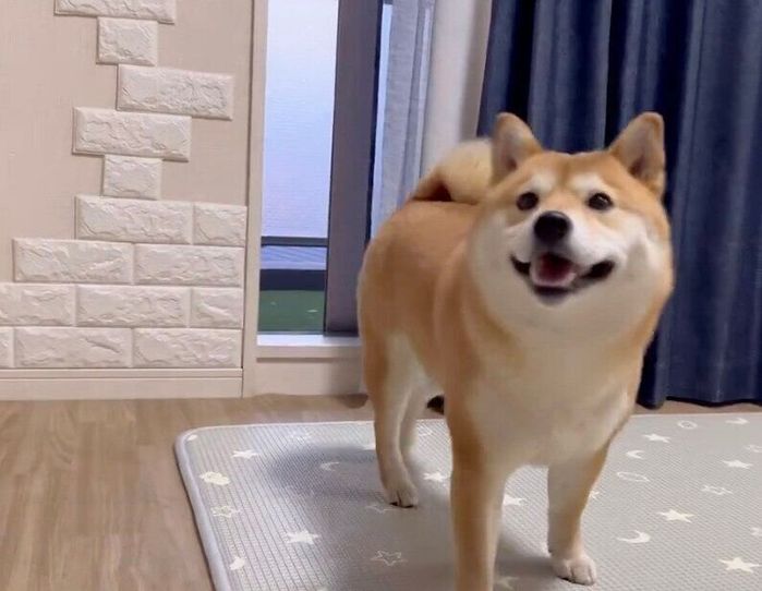 笑顔のわらびちゃん