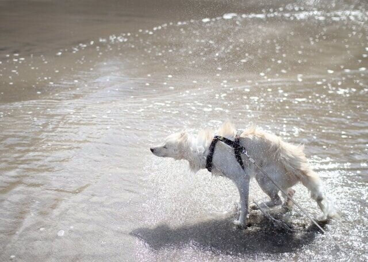 水を極度に嫌がる犬 穴澤賢の犬のはなし いぬのきもちweb Magazine 水を極度に嫌がる犬 穴澤賢の犬のはなし いぬのきもちweb Magazine