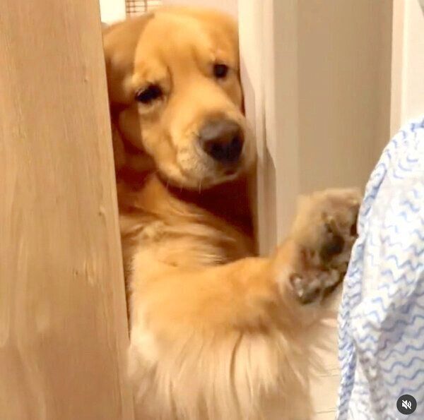 雑巾をゲットしたいモッシュくん