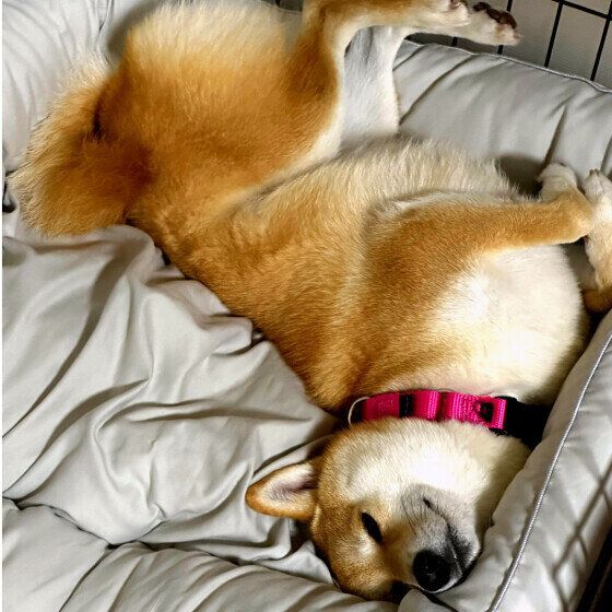 注意が必要な犬のいびきは？ 犬がいびきをかくときに注意すること いぬのきもち