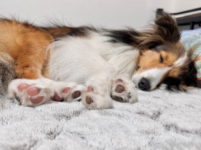 成犬になったつくくん