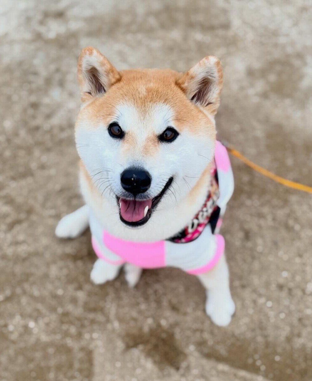 3才6カ月の柴犬