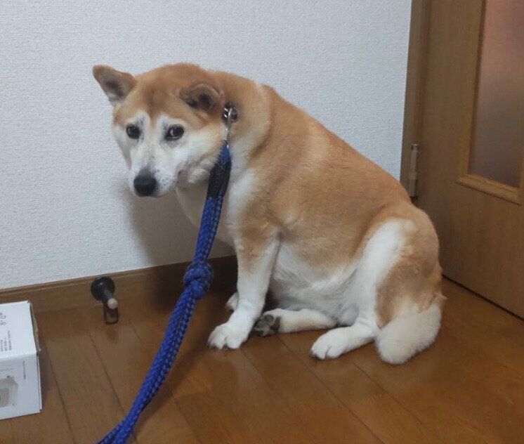トライアル初日のチョウちゃん