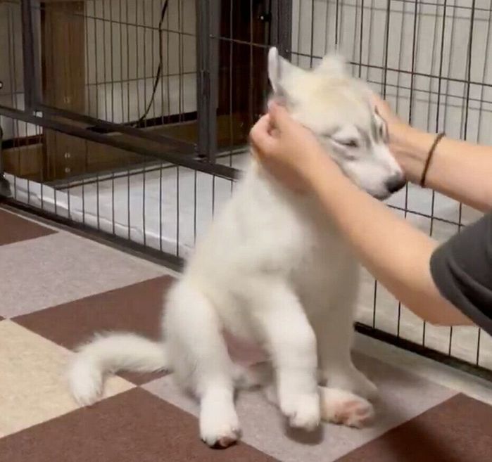 オテを成功させた福丸くん