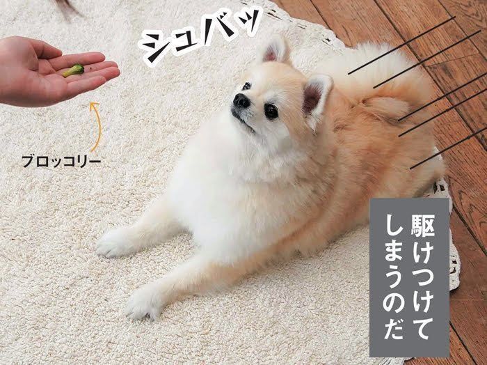 ポメラニアンのクルミちゃんとブロッコリー