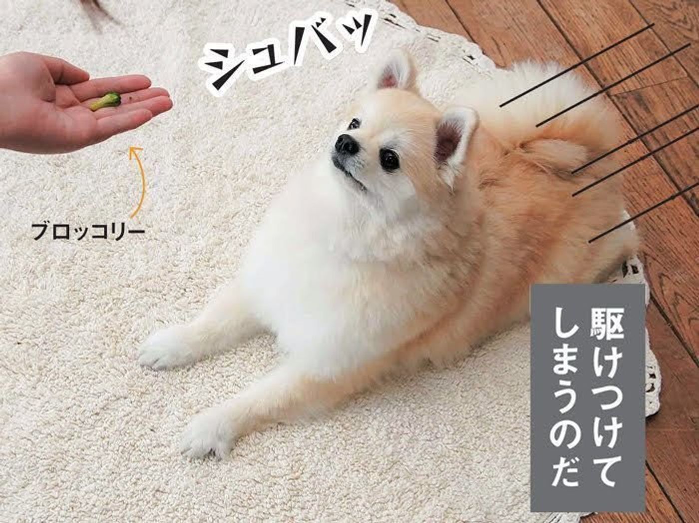 専門家の解説つき イマドキ犬 の人みたいなこだわり いぬのきもちweb Magazine 専門家の解説つき イマドキ犬 の人みたいなこだわり いぬのきもちweb Magazine