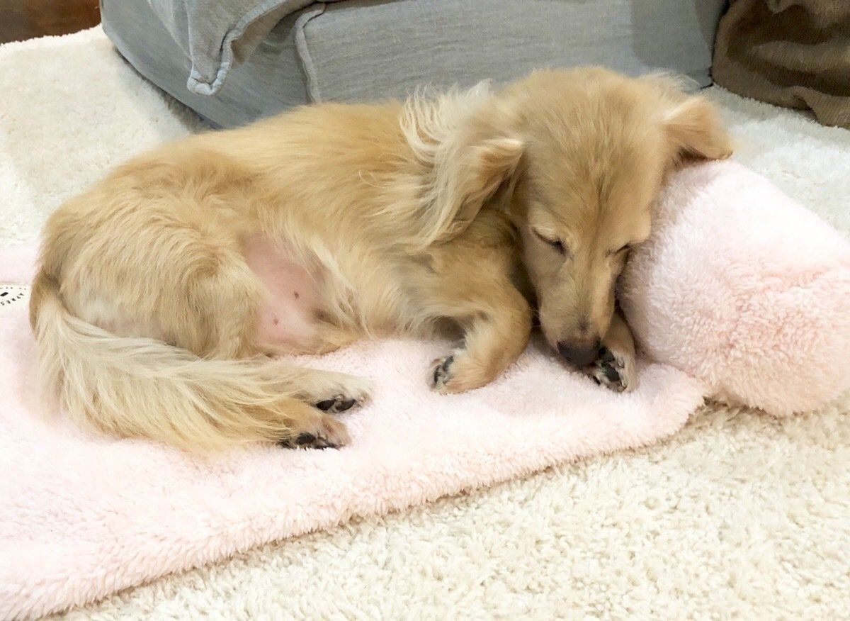 ダックスフンド