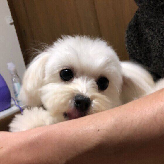 Mix（小型犬）のぷーまるちゃん♪