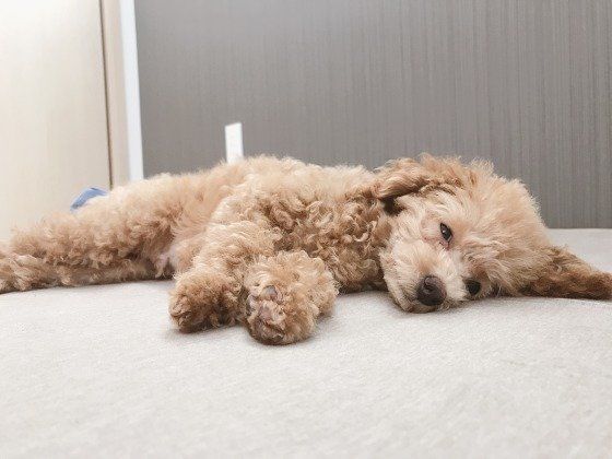 トイ・プードルのリクちゃん