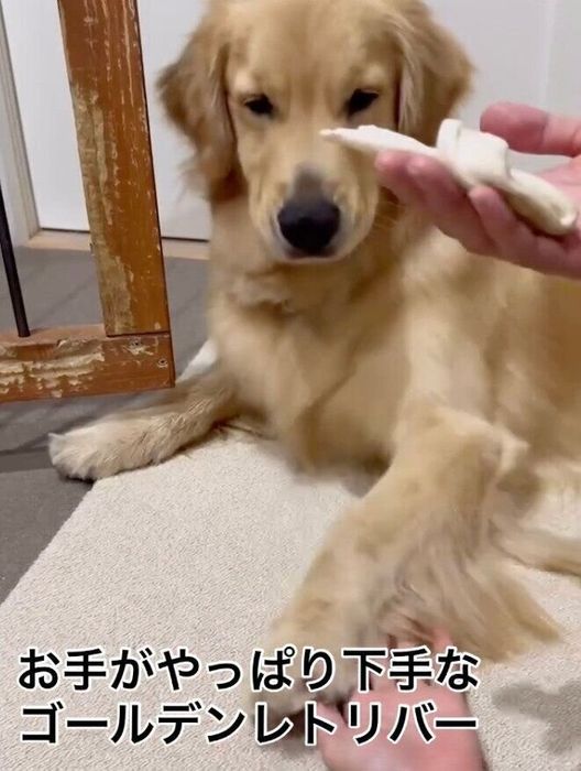 オテを失敗するアルくん