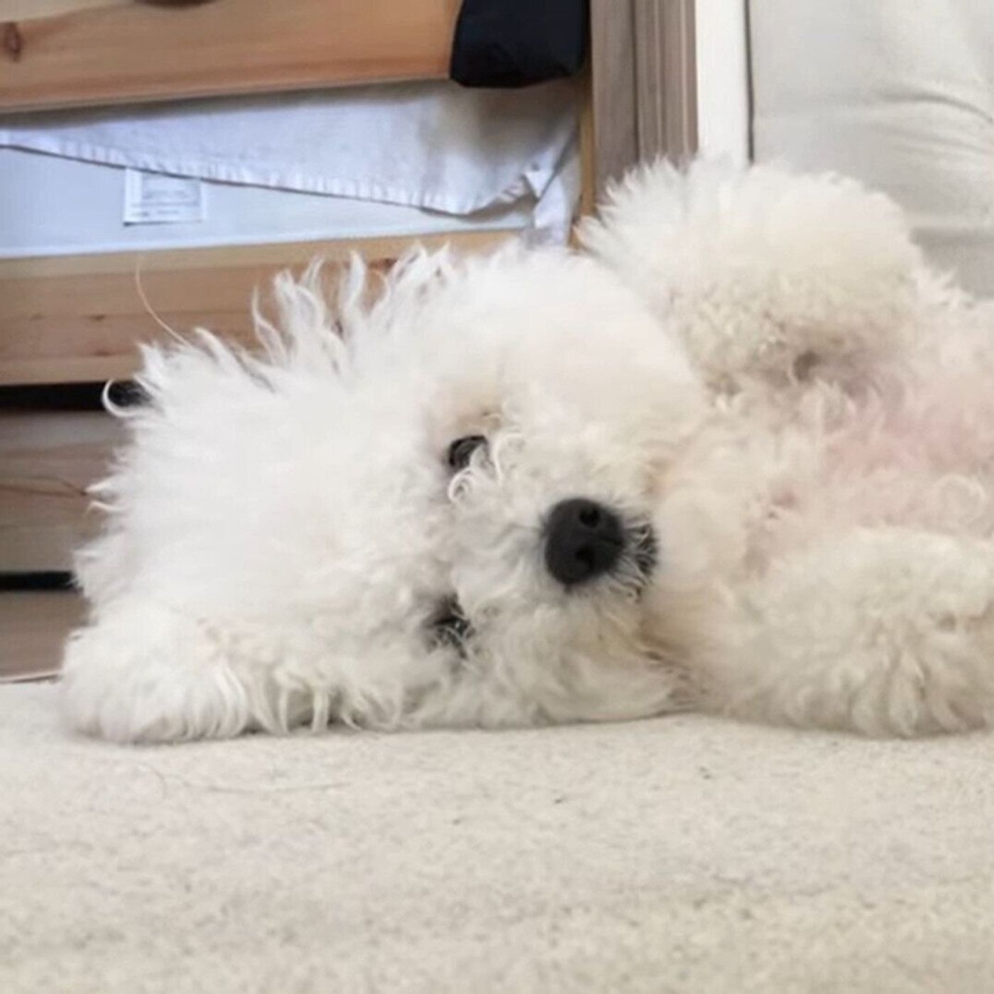 どんどん寝相が大胆になるふわもこ犬 飼い主さんへの信頼の証 いぬのきもちweb Magazine どんどん寝相が大胆になるふわもこ犬 飼い主さんへの信頼の証 いぬのきもちweb Magazine