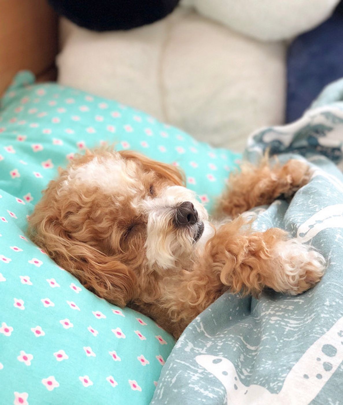 幸せそうな寝顔に悶絶 誘惑のベッド で眠るワンコ W Zzz いぬのきもちweb Magazine 幸せそうな寝顔に悶絶 誘惑のベッド で眠るワンコ W Zzz いぬのきもちweb Magazine
