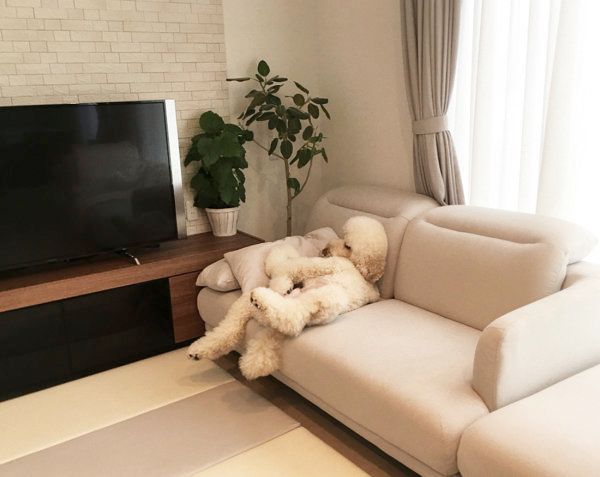 ソファでくつろぐスタンダード・プードル