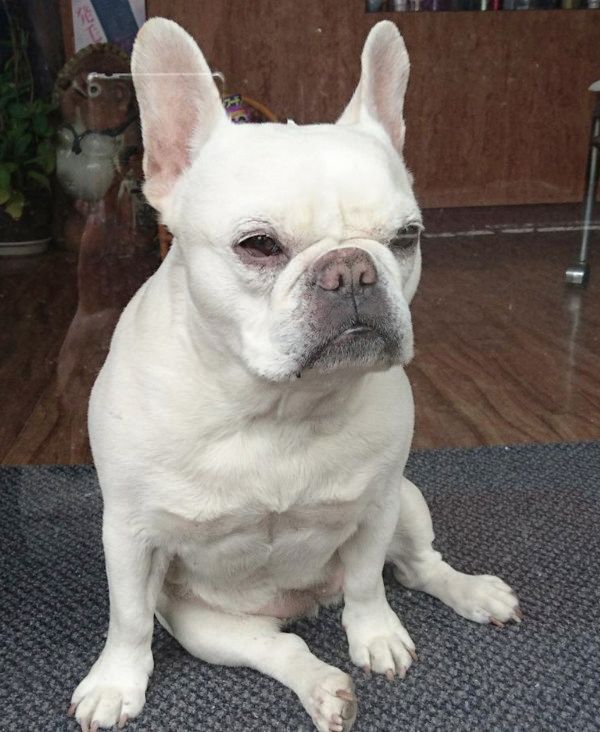 ご主人の帰りを待つ犬