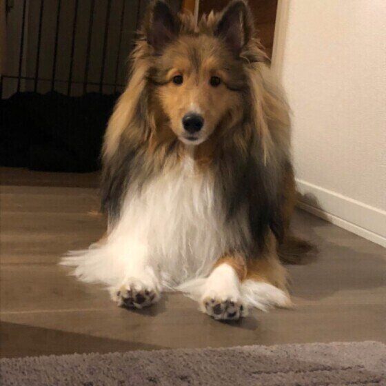 かわいいだけじゃない 意外と知らない 犬の肉球 の仕組みと役割 いぬのきもちweb Magazine