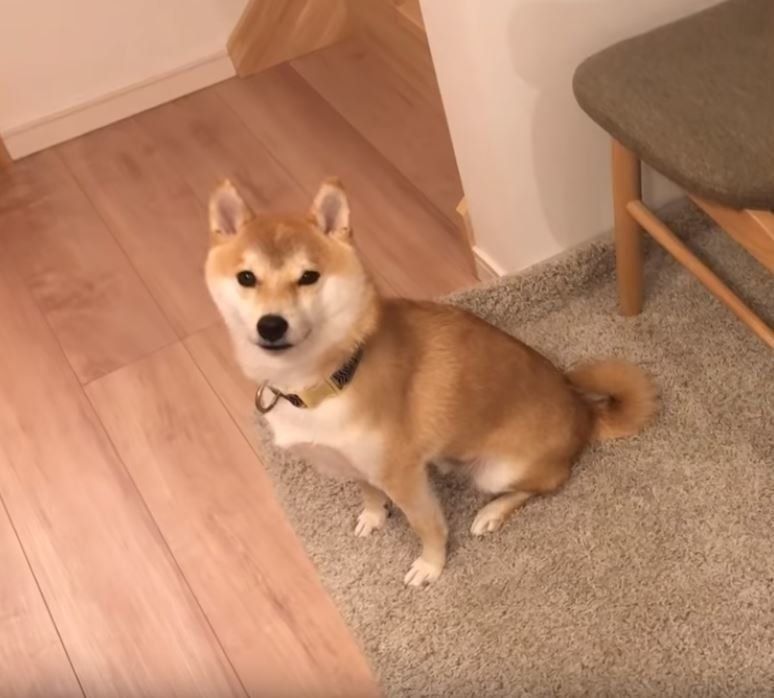 オスワリする柴犬