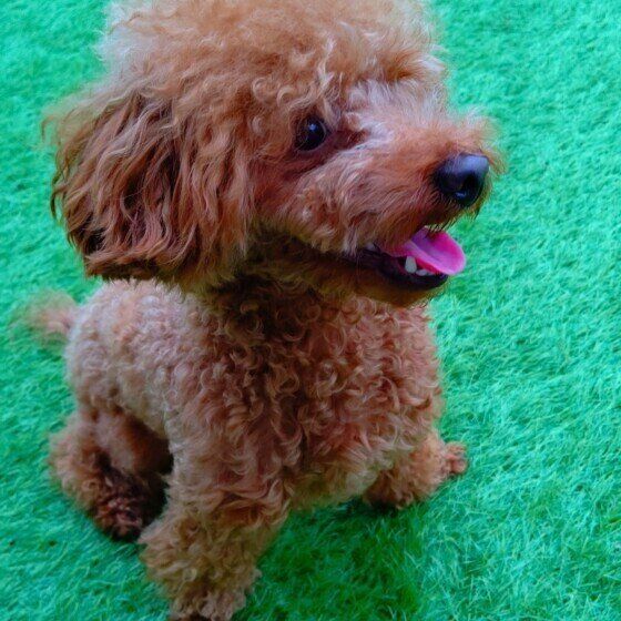 微笑むトイ・プードル