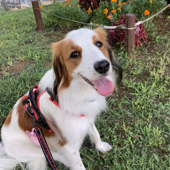 「大好きな飼い主さんを取られちゃう」と犬がヤキモチをやく? 犬の嫉妬でみられる行動とは いぬのきもち