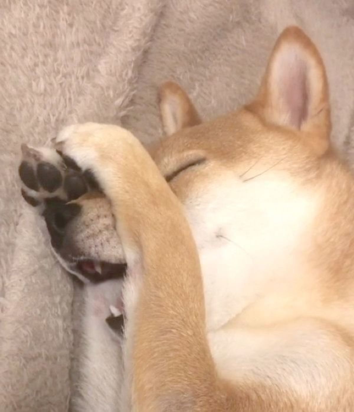 そんな表情 リアクション 反則だよ 可愛い 寝起き犬 5選 いぬのきもちweb Magazine そんな表情 リアクション 反則だよ 可愛い 寝起き犬 5選 いぬのきもちweb Magazine