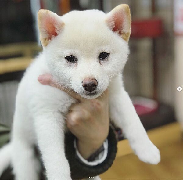 抱っこされるゆきちゃん