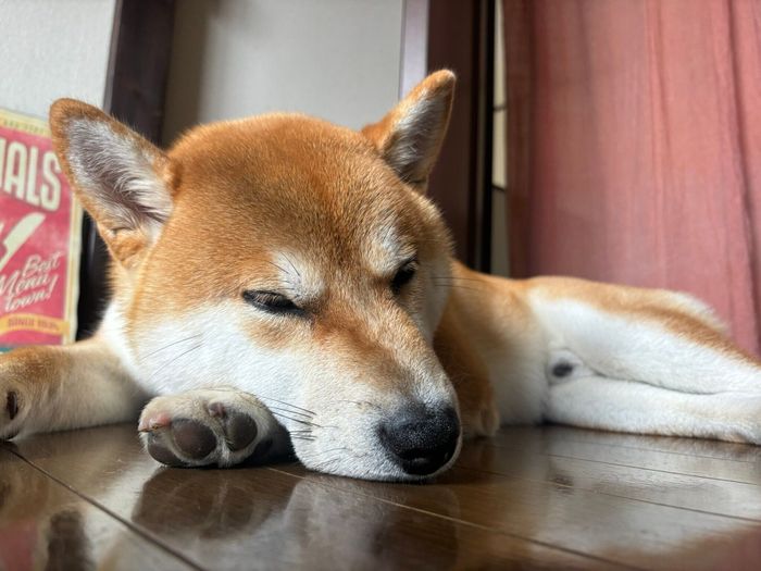 ゴロンとしている殿くん