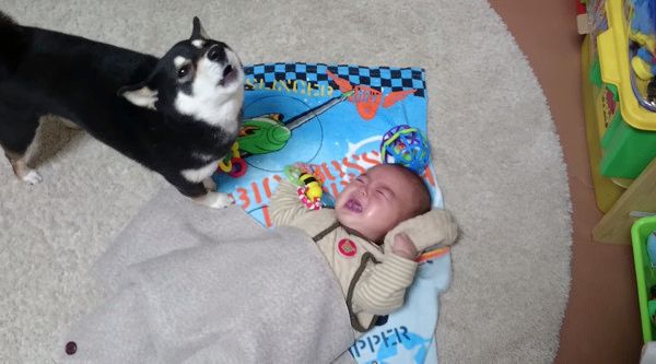 ベビーシッター