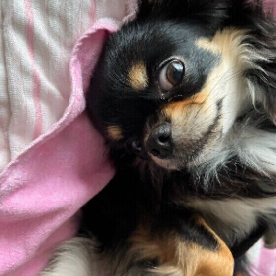 おすまし顔でへそ天するチワワ